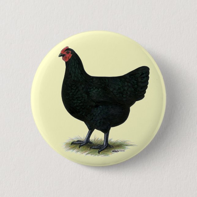 Jersey Giant: Black Hen Knapp (Framsida)