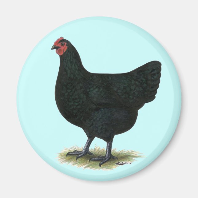 Jersey Giant: Black Hen Magnet (Framsidan)