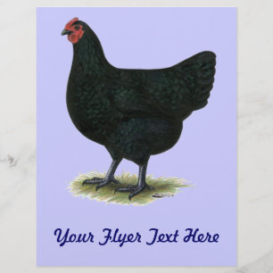 Jersey Giant: Black Hen Reklamblad