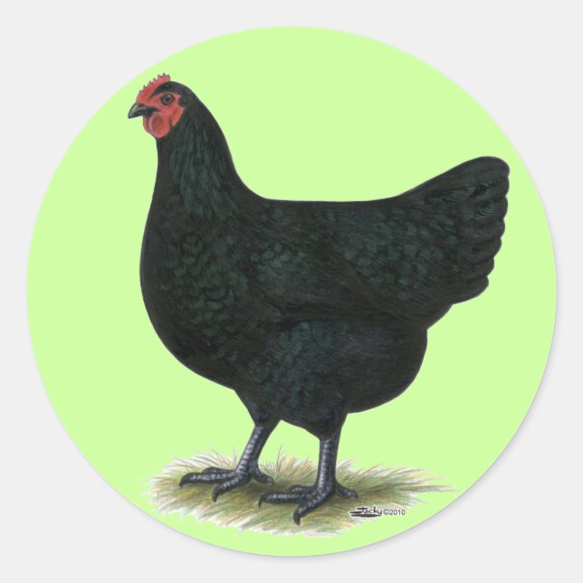 Jersey Giant: Black Hen Runt Klistermärke (Framsida)