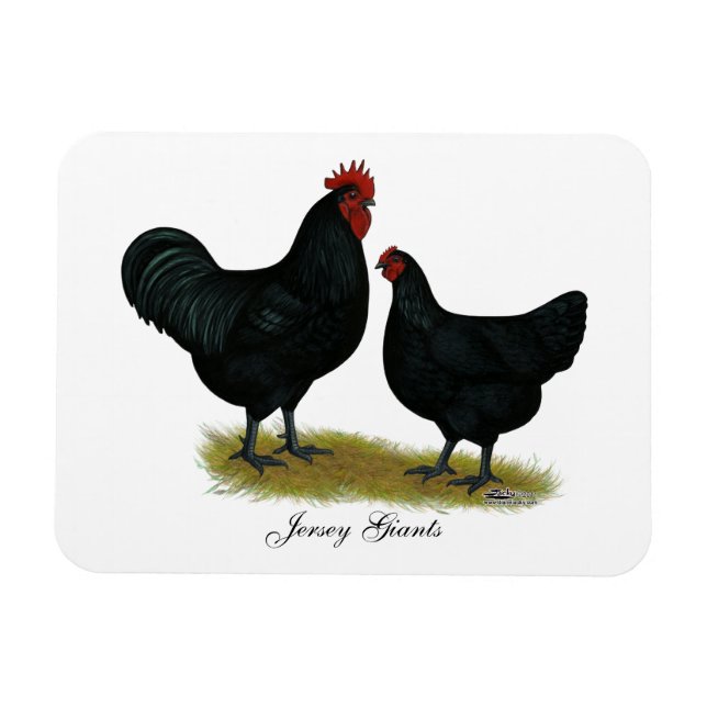 Jersey Giant Chickens Magnet (Horisontell)