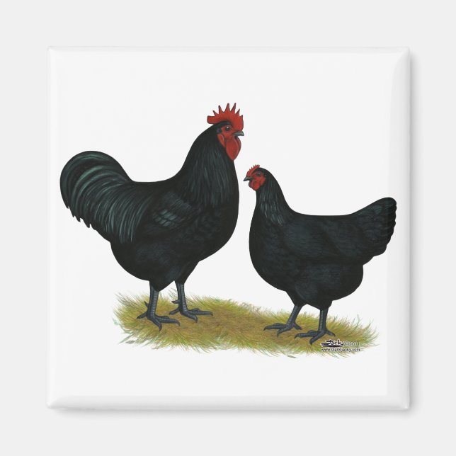 Jersey Giant Chickens Magnet (Framsidan)
