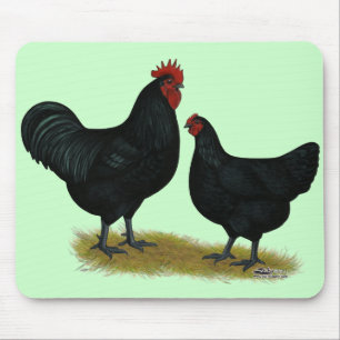 Jersey Giant Chickens Musmatta