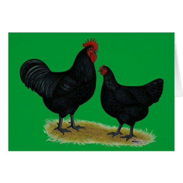Jersey Giant Chickens OBS Kort (Framsidan Horizontal)