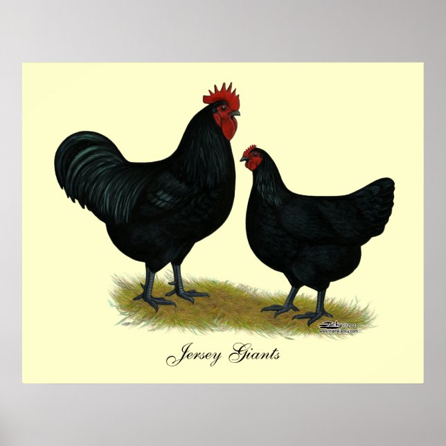 Jersey Giant Chickens Poster (Framsidan)