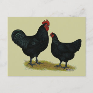 Jersey Giant Chickens Vykort