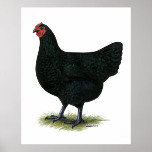 Jersey jätte: Svart höna Poster