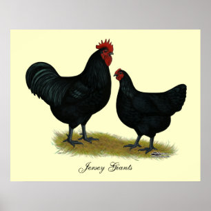 Jersey jättehönor poster
