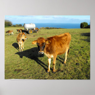 Jersey-kalvar, St John, Jersey Poster