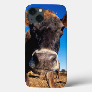 Jersey ko som en är frågvis