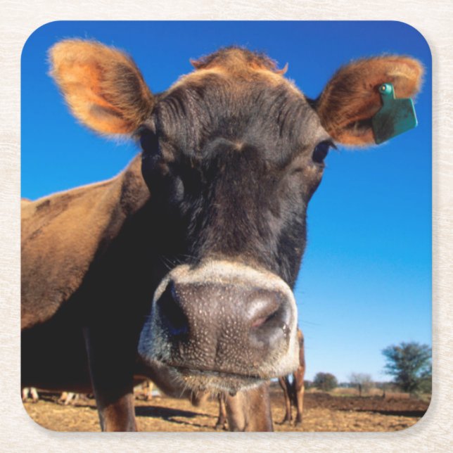 Jersey ko som en är frågvis underlägg papper kvadrat (Framsidan)