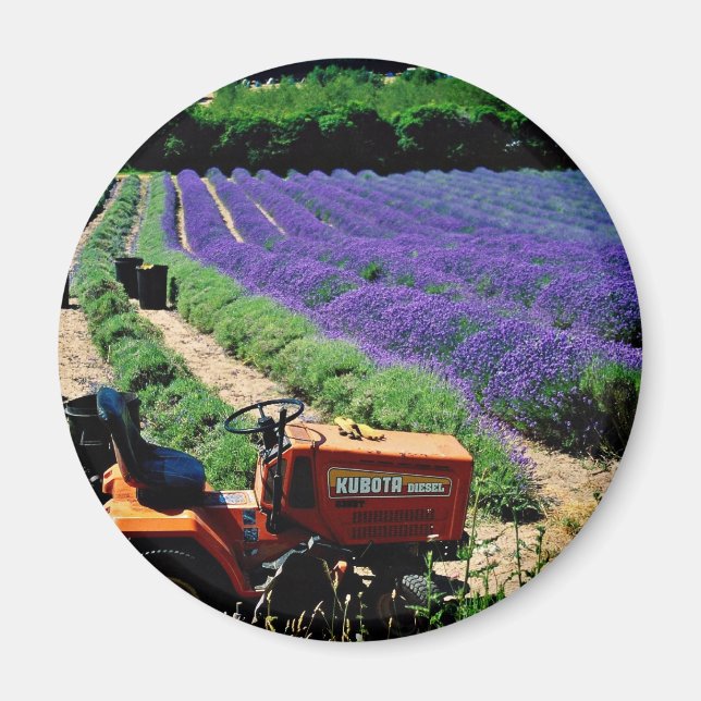 Jersey lavender farm, Jersey Channel Islands, Engl Magnet (Framsidan)