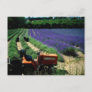 Jersey lavender farm, Jersey Channel Islands, Engl Vykort