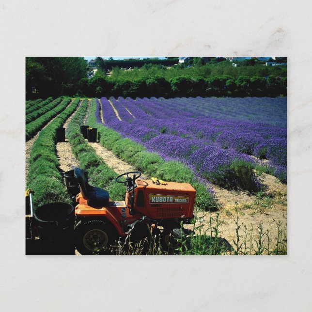 Jersey lavender farm, Jersey Channel Islands, Engl Vykort (Framsida)