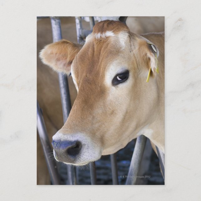 Jersey mjölkko med huvud i huvudet. vykort (Framsida)