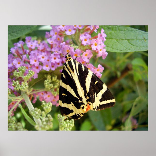 Jersey Tiger Butterfly Poster (Framsidan)