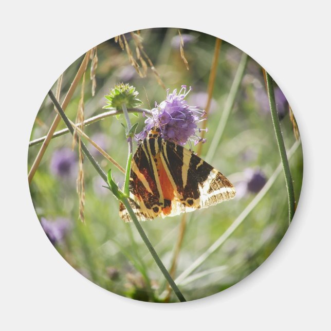 Jersey Tiger Moth Magnet (Framsidan)