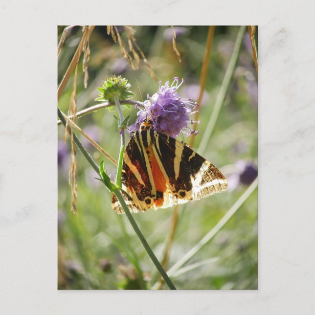 Jersey Tiger Moth Magnet Vykort (Framsida)