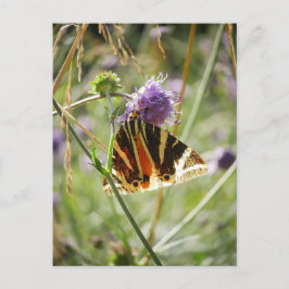 Jersey Tiger Moth Postcard Vykort