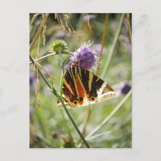 Jersey Tiger Moth Postcard Vykort