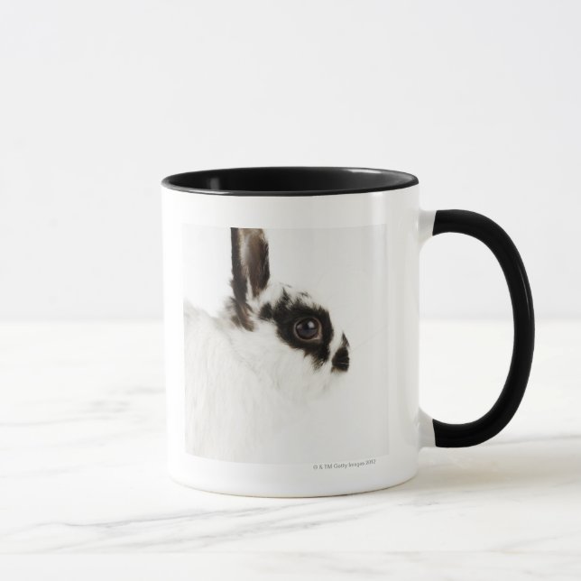 Jersey Wooly kanin Mugg (Höger)