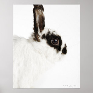 Jersey Wooly kanin Poster
