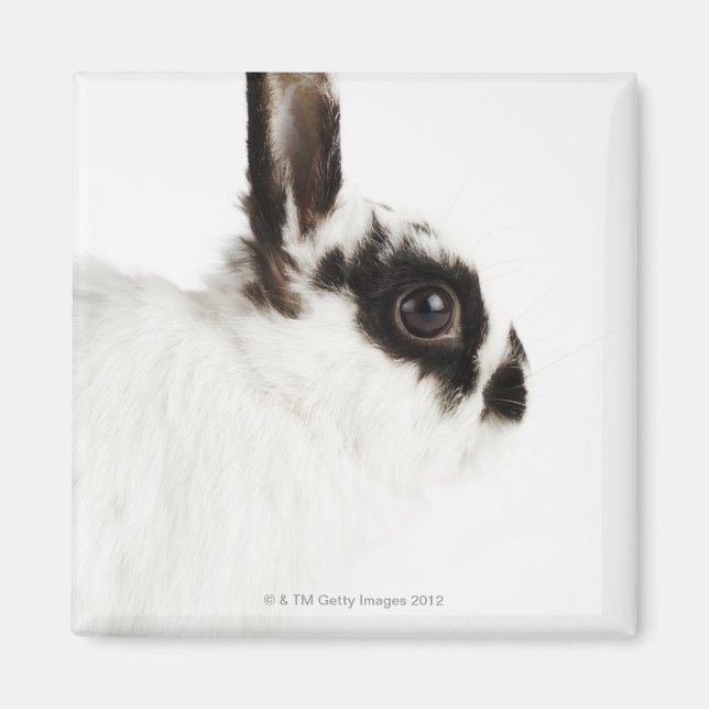 Jersey Wooly Rabbit Magnet (Framsidan)