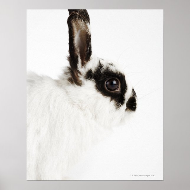 Jersey Wooly Rabbit Poster (Framsidan)