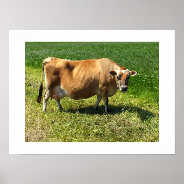 Jerseyko i Jersey Channel Islands Poster (Framsidan)