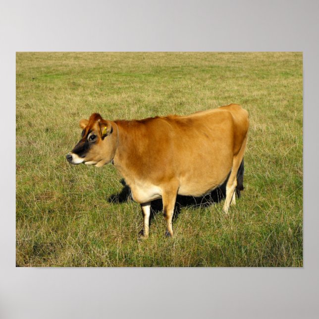 Jerseyko i Jersey Poster (Framsidan)