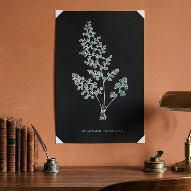 Jerseyormbunkt, Anogramma leptophylla Poster (Jersey fern, Anogramma leptophylla. Poster)