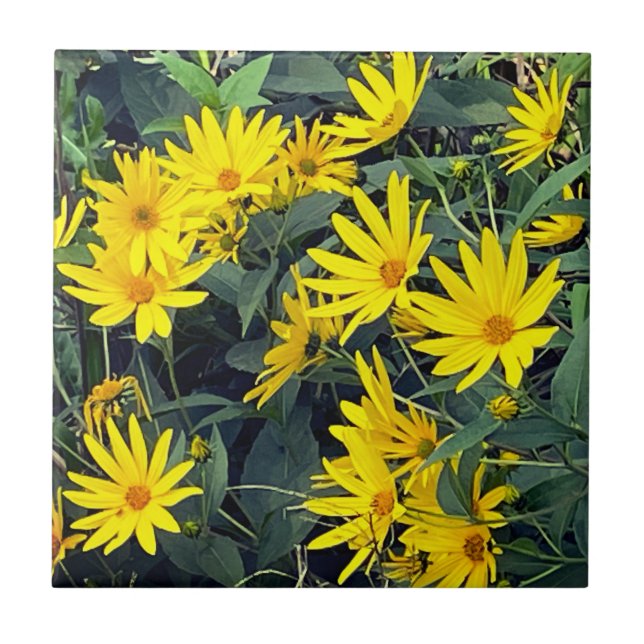 Jerusalem Artichoke Flowers Kakelplatta (Framsidan)