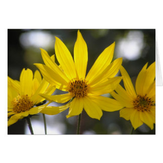 Jerusalem Artichoke OBS Kort