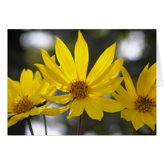 Jerusalem Artichoke OBS Kort (Framsidan Horizontal)