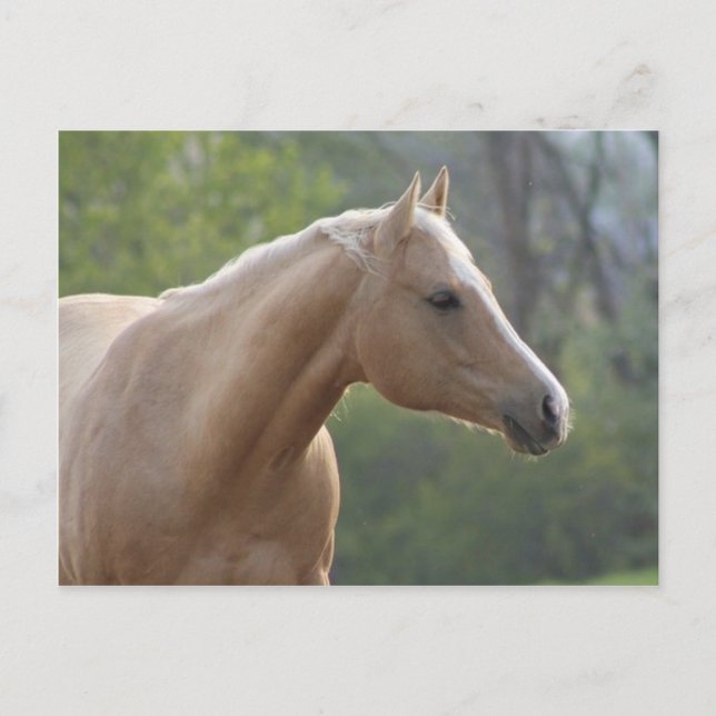 Jessie Rey Freckle Vykort (Framsida)