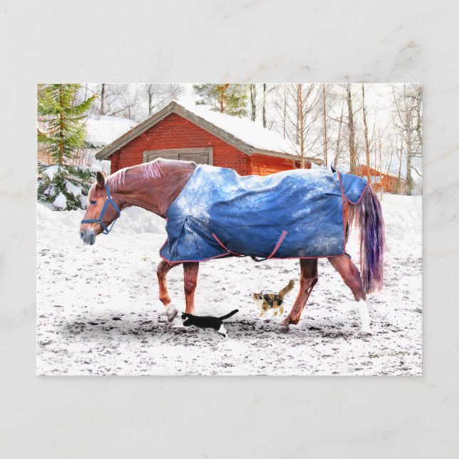 "Jessies New Blanket" Vykort (Framsida)