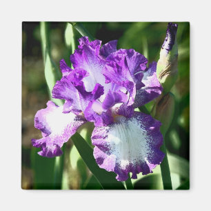 Jessies sång magnet