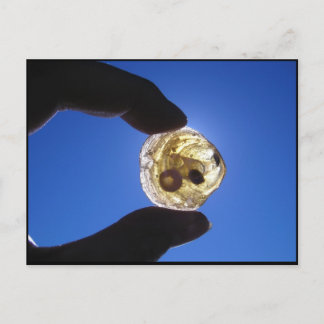 Jessups nacke, Long Island Vykort