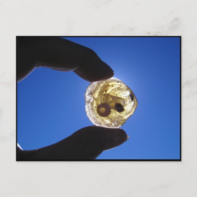 Jessups nacke, Long Island Vykort (Framsida)