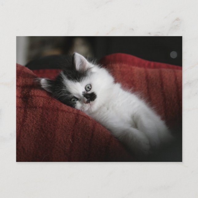 Jessy Jane - vykort (Framsida)