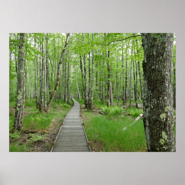 Jesup Path Boardwalk Trail Poster (Framsidan)