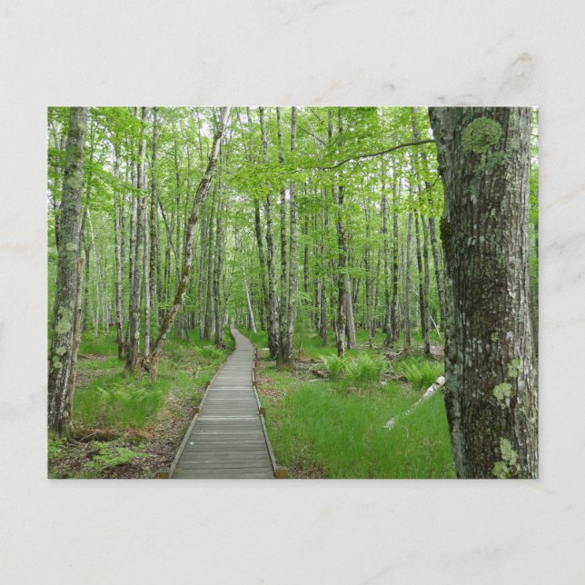 Jesup Path Boardwalk Trail Vykort (Framsida)