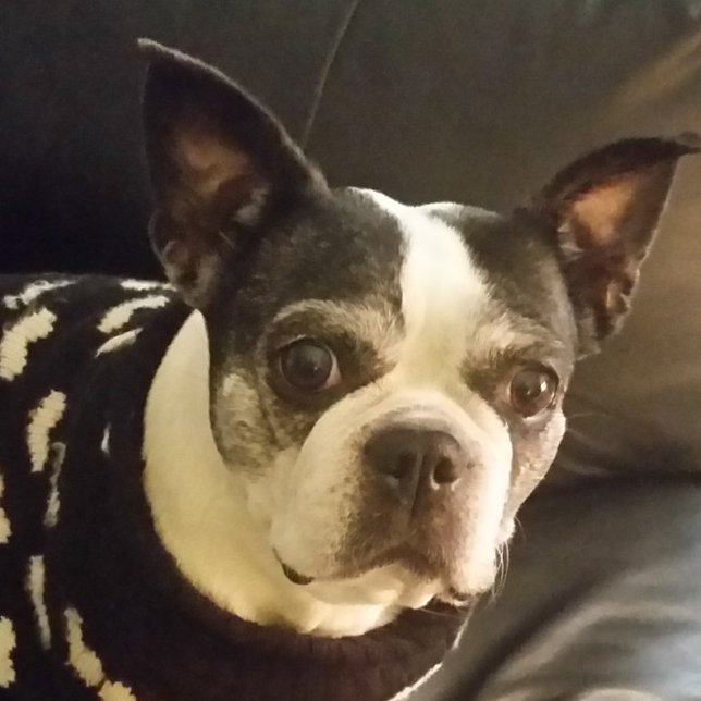 Jesus Följ mig Anteckningsblocket, jul, gåvor, uni Anteckningsblock (Skapare uppladdad)