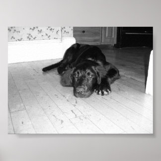 Jett på lövved poster