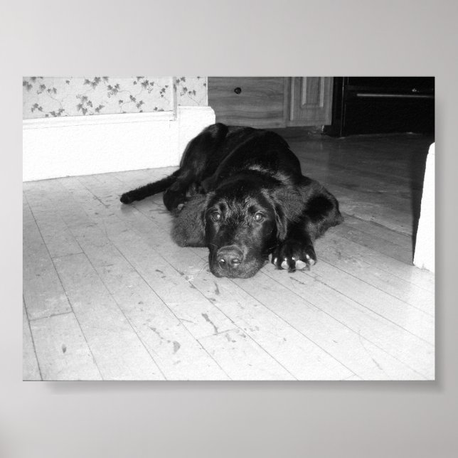 Jett på lövved poster (Framsidan)