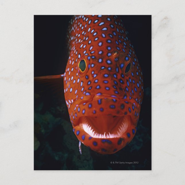 Jewel Grouper, Cephalopholis miniata Vykort (Framsida)