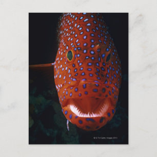 Jewel Grouper, Cephalopholis miniata Vykort