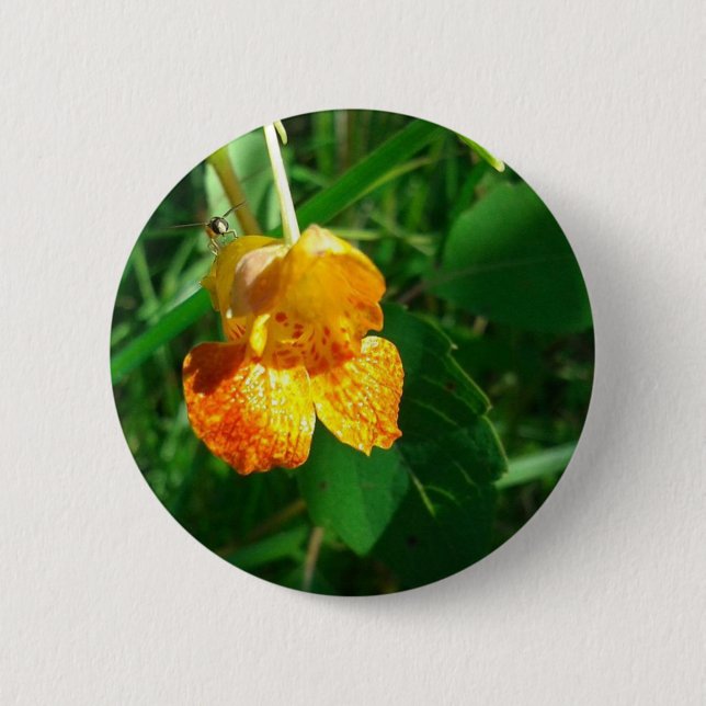 Jewel Ogräs, Wildblomma Knapp (Framsida)
