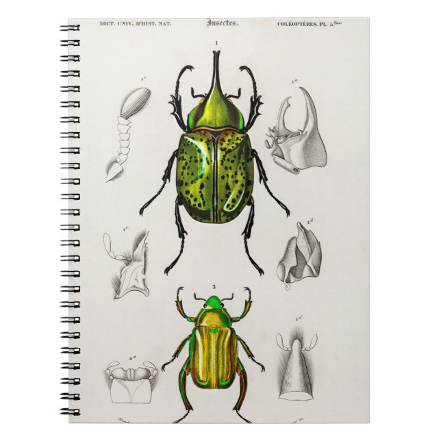 Jewel scarab Östra Hecules Beetle Anteckningsbok (Framsidan)