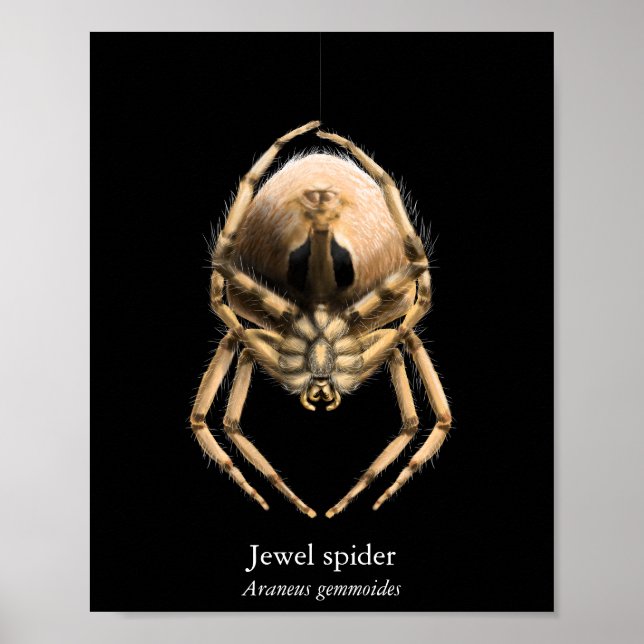 Jewel Spider Affisch (Semi-Glans) (Framsidan)